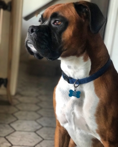 Muscular Boxer Available for Stud Listing Image