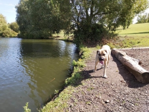 Boerboel  Listing Image