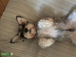 Mini Schnauzer stud  Listing Image