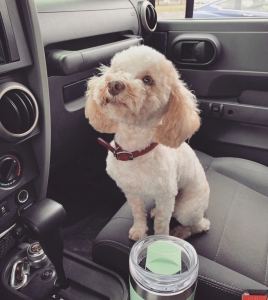 Toy poodle Listing Image