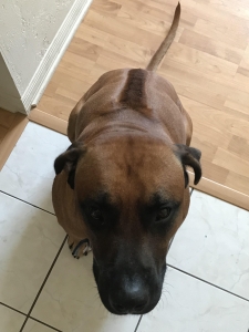 2.5 year Old Male Stud Rhodesian Ridgeback RD WHTN BK:NO Listing Image