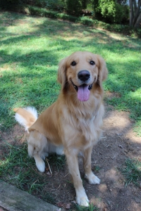 Golden Retriever AKC Pedigree Listing Image