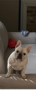 Cream French Bulldog Stud Listing Image