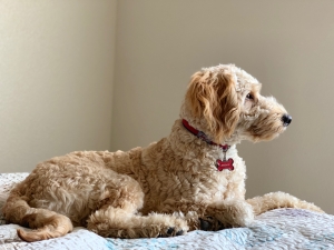 Miniature GoldenDoodle Listing Image
