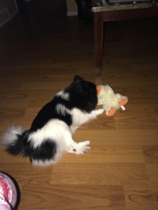 My dog needs a friend or mate :)  Listing Image