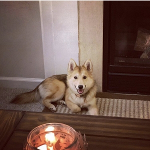 Well mannered, happy, smart  Female pompsky (non-spayed) Listing Image