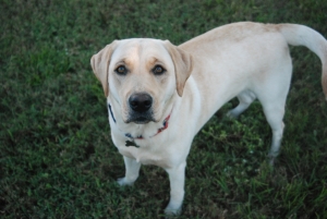 Yellow Labrador Retriever  Listing Image