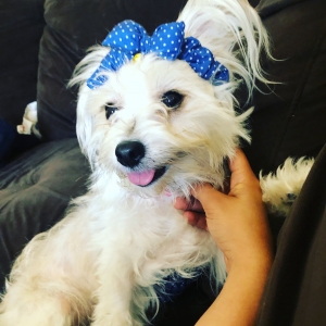 White Havanese  Listing Image