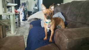 Jug Terrier Bitch Jack Russell/ Pug Mix Listing Image