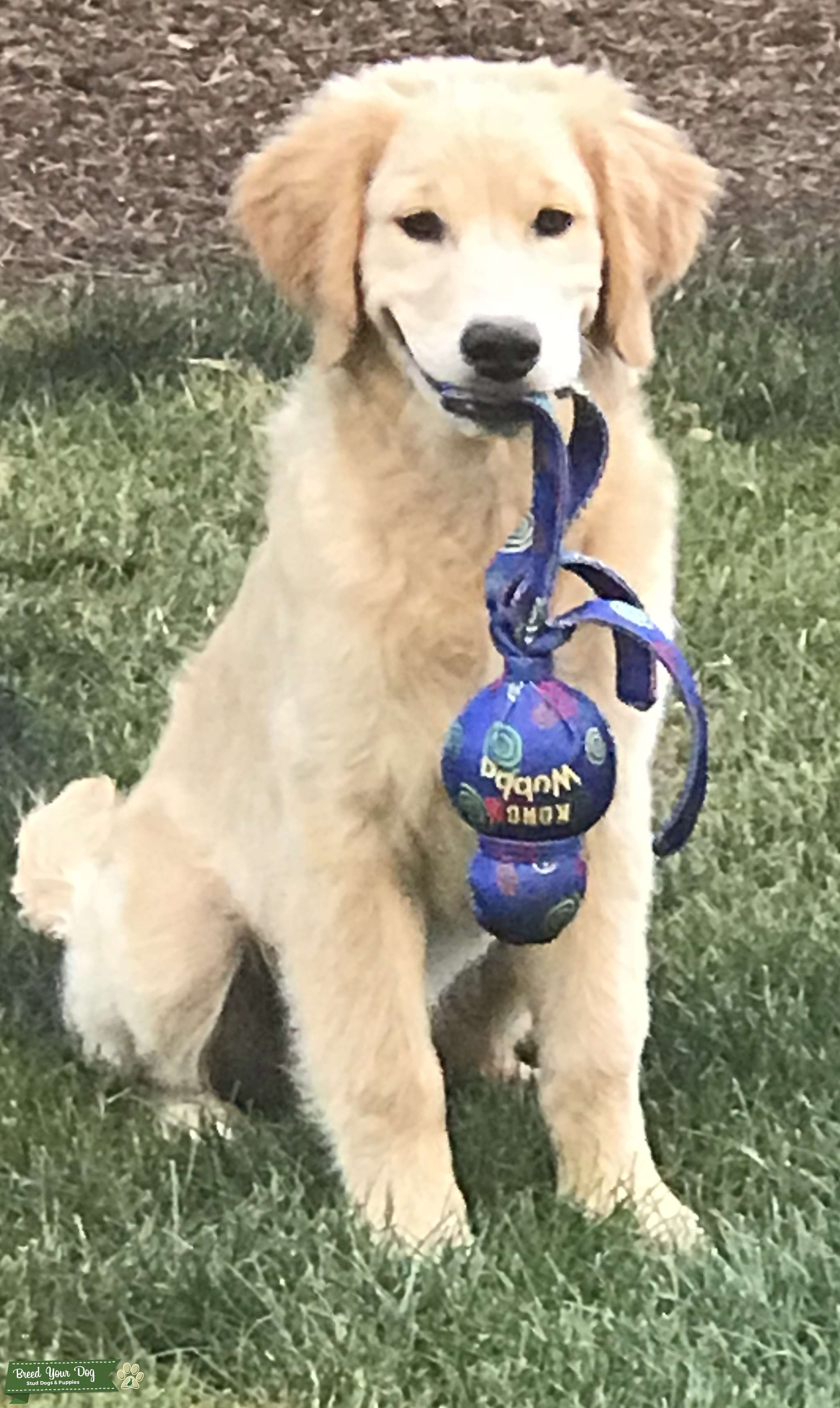 AKC Golden Retriever Stud Stud Dog in Vancouver, WA / Portland, OR