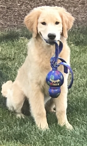 AKC Golden Retriever Stud  Listing Image