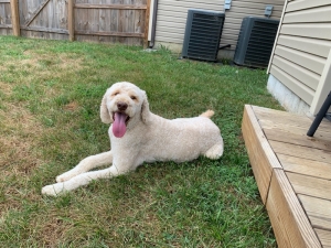 Goldendoodle stud Listing Image