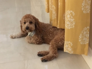 The perfect dog! Listing Image
