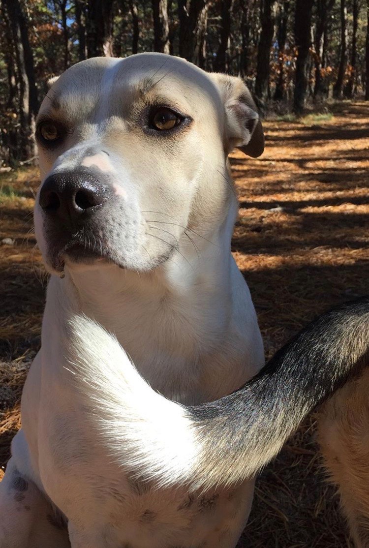 3 year old Stud from Jamaica Stud Dog in Massachusetts , the United