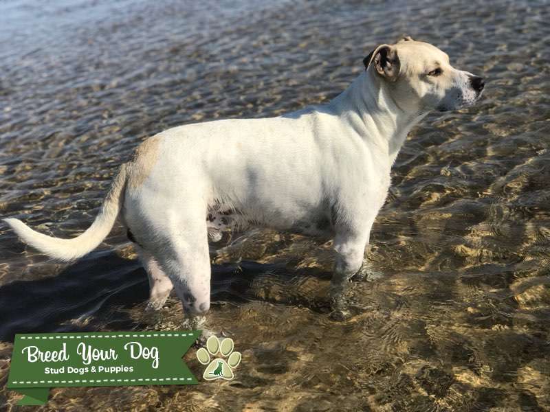 3 year old Stud from Jamaica Stud Dog in Massachusetts , the United
