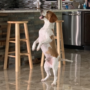 Beagle, Lemon-White Male Listing Image