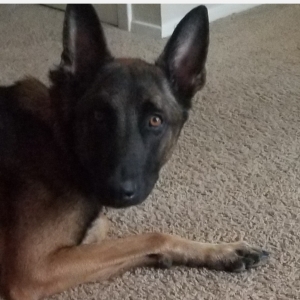 Belgium Malinois stud for pick of litter Listing Image