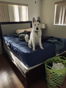 Black And White Husky Listing Image