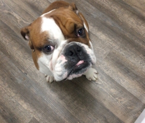 English Bulldog looking to breed Listing Image
