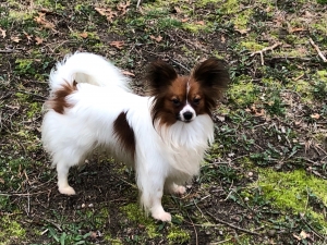 Papillon Stud AKC AKC Pointed Listing Image