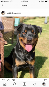3 year old Rottweiler Stud   Listing Image