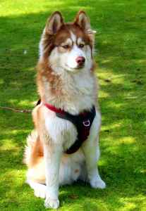 wooly red husky