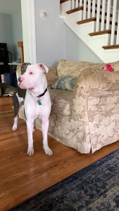 Stud dog looking for female  Listing Image