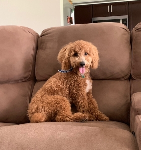 Poochon/ Bichpoo/ Poodle/ Bichon Frise Listing Image
