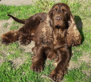cocker spaniel puppies for sale in east midlands
