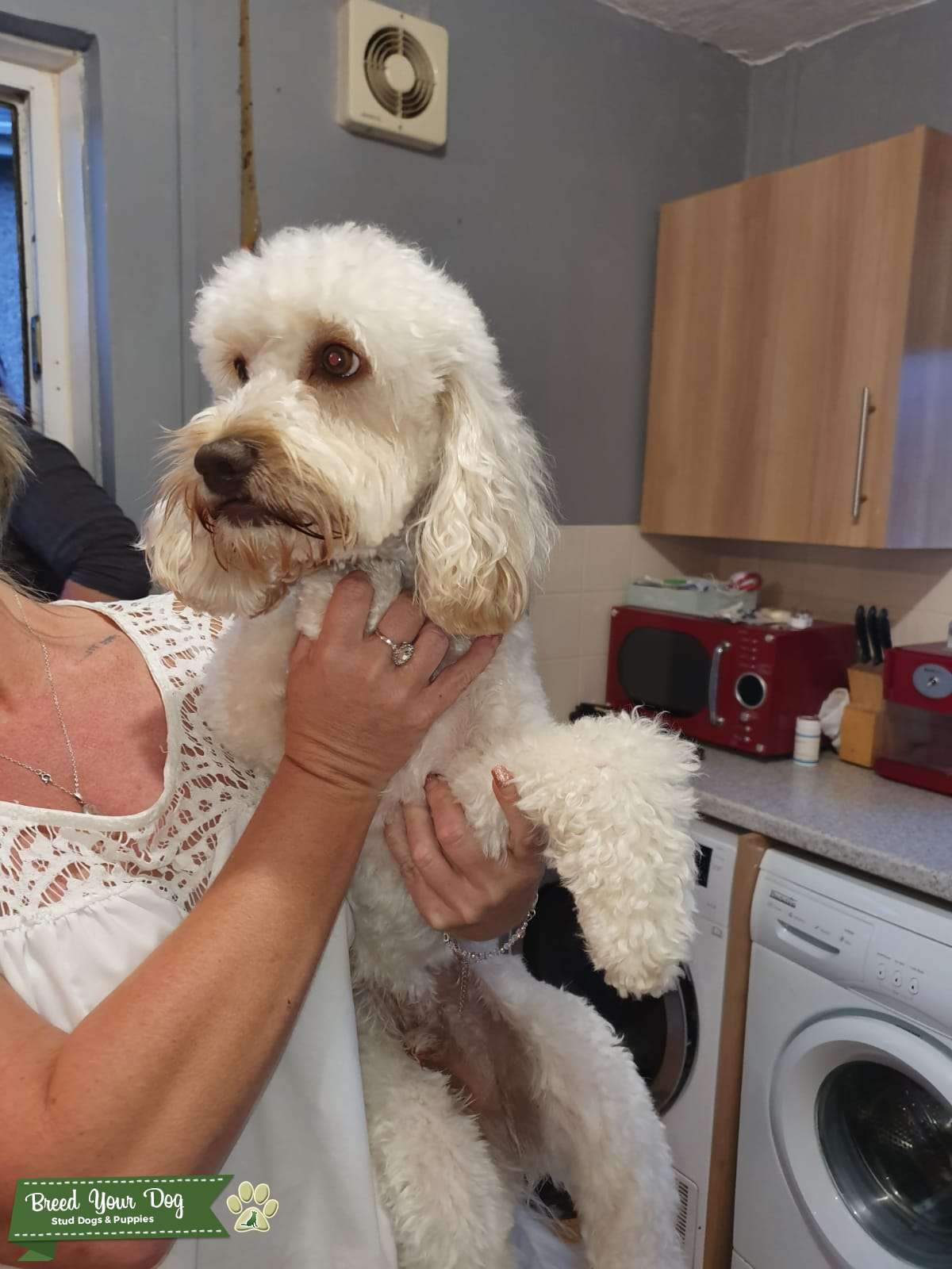 Buttermilk cockerpoo Stud Dog in Wales, the United States Breed