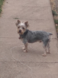Yorkshire Terrier for studding Listing Image