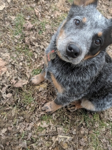 Blue Australian Cattle Dog Listing Image