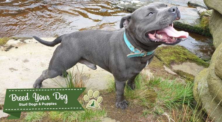 miniature poodle drawing