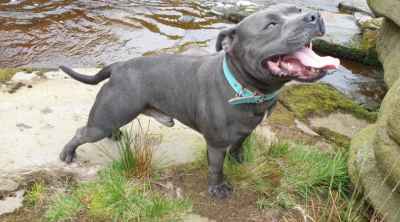 male staffy
