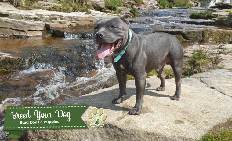 staffy puppies for sale north west