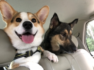 Gorgeous stud corgi looking for female Listing Image
