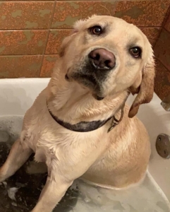 Yellow lab Listing Image