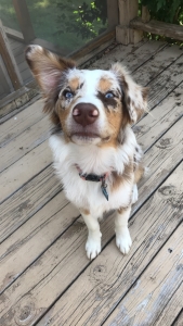 Red Merle Australian Shepherd Listing Image