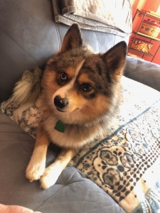 2nd generation pomsky looking for a female to breed with Listing Image