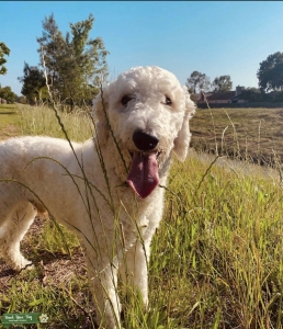 Experienced White f1 goldendoodle Listing Image