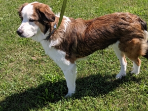 Great Bernese looking for Sire Listing Image