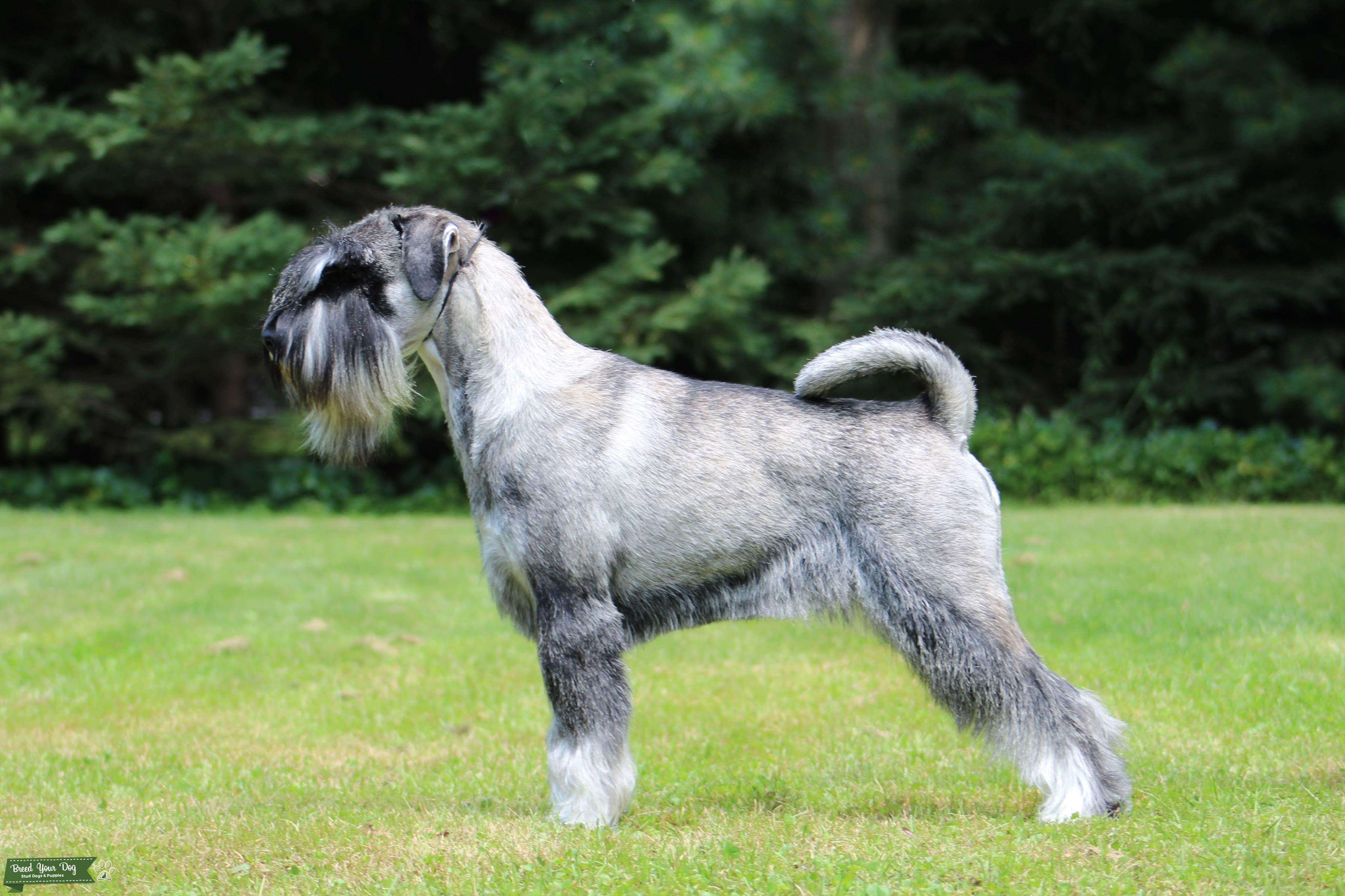 Stud Dog - Standard Schnauzer Stud Available - Breed Your Dog