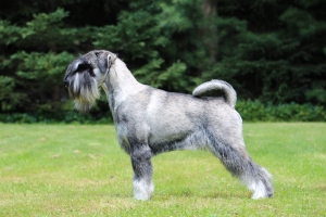 Standard Schnauzer Stud Available Listing Image