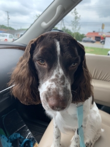 English springer Listing Image