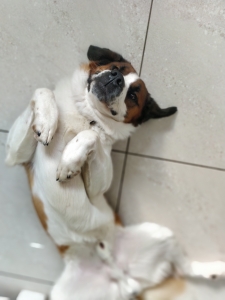 St Bernard stud  Listing Image