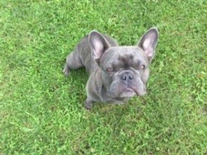 Purebred Blue Frenchie Listing Image