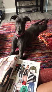 Blue Great Dane Listing Image