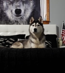 Siberian Husky (Male) Listing Image