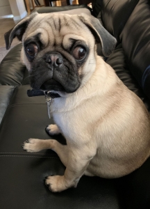 Stud for your pug Listing Image