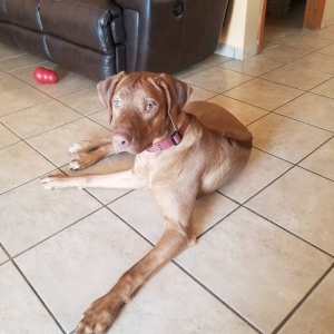 Red Wheaton Rhodesian Ridgeback Listing Image